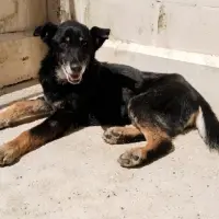 Adopta a Máximo