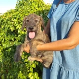 Adopta a Oris