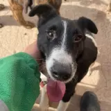 Adopta a Ateneo