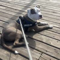 Adopta a Enzo