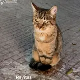Adopta a Rayitas