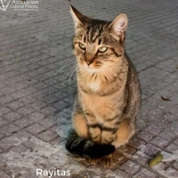 Adopta a Rayitas