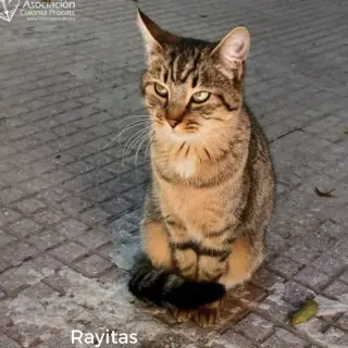 Rayitas