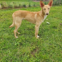 Adopta a Teo