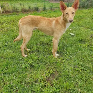 Teo