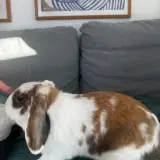 Adopta a Había