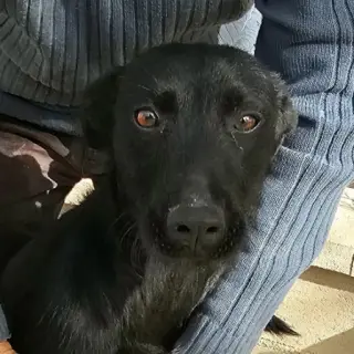 Carlos