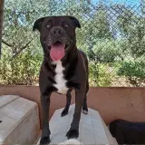 Adopta a Negri