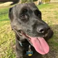 Adopta a Blackie