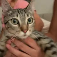 Adopta a Gatito
