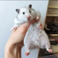 Adopta a Camada Hámsters Sirios