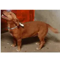 Adopta a Okupi