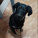 Adopta a Laika