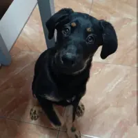 Adopta a Laika