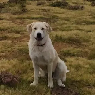 Nala