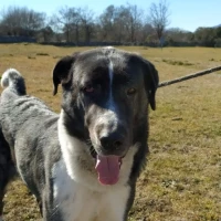 Adopta a Luna