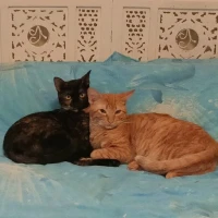 Adopta a Toffee Y Amelie