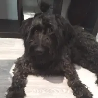 Adopta a Dori