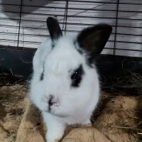 Adopta a Vampirino