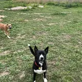 Adopta a Mushu