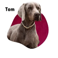 Adopta a Tom