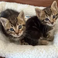 Adopta a Leo Y Leía
