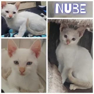 Nube