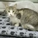 Adopta a Shelma