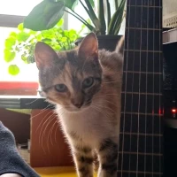 Adopta a Cala