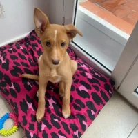 Adopta a Prada