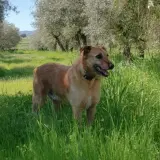 Adopta a Ocho
