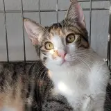 Adopta a Sora