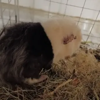 Blanquito