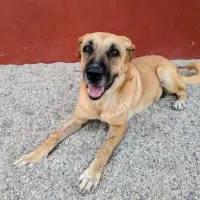Adopta a Molineta