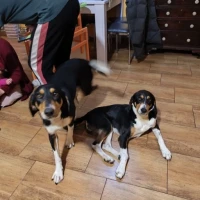 Adopta a Lila Y Kenai