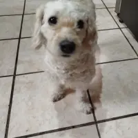 Adopta a Snoopy Y Galleta