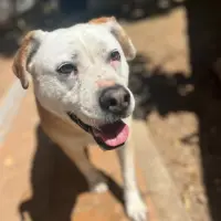Adopta a Gusiluz