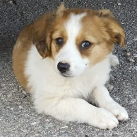 Adopta a Leo