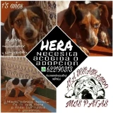 Adopta a Hera