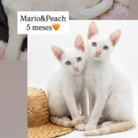 Adopta a Peach