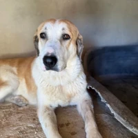 Adopta a Pepa Perrita Mastín Joven, Tlf 645978718