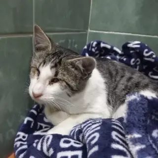 Nilo
