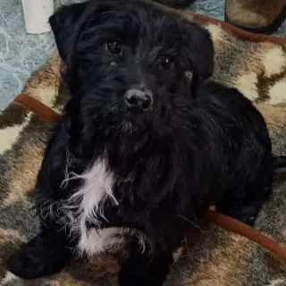 Tito