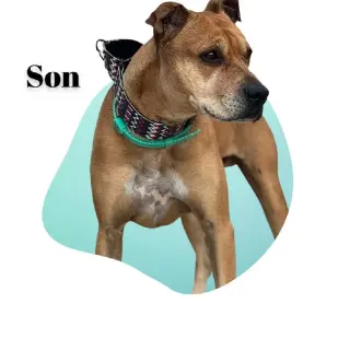 Son