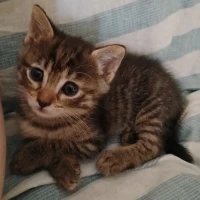 Adopta a Candy Y Terrie