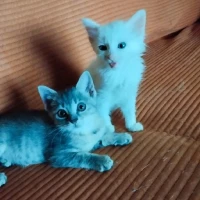 Adopta a Cotton Y Rihanna La