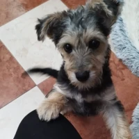 Adopta a Coco Tlf 645978718