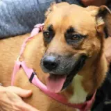 Adopta a Lorenzo