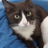 Adopta a Sardoal