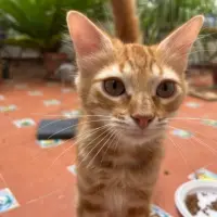 Adopta a Chicho